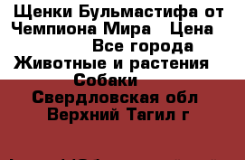 Щенки Бульмастифа от Чемпиона Мира › Цена ­ 1 000 - Все города Животные и растения » Собаки   . Свердловская обл.,Верхний Тагил г.